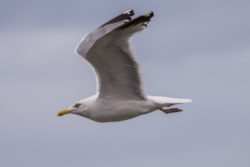 20160706_105933_DH5R3234